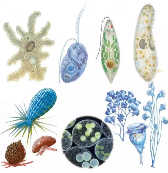 Parasites belong to the Protozoa kingdom, in which there are more than fifteen thousand species. 