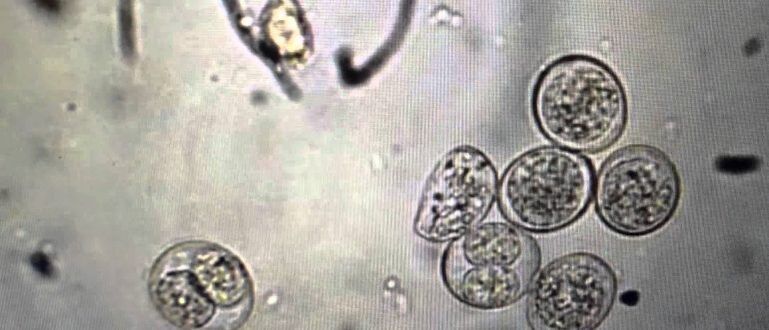 protozoan parasitic cells